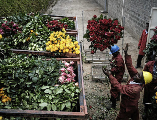 Covid-19 disrupts African flower producers