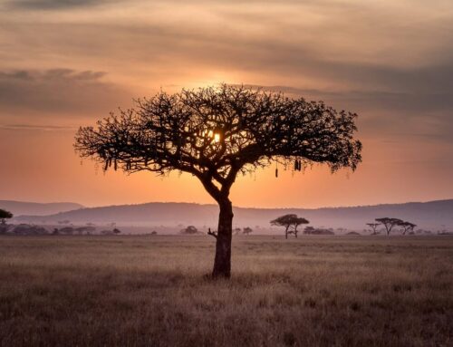 Africa’s Allocation Moment